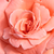 Różowy  - Róża wielkokwiatowa - Hybrid Tea - Sweet Promise